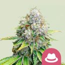 Royal Queen Seeds O.G. Kush