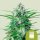 Royal Queen Seeds Royal AK Automatic