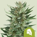 Royal Queen Seeds Royal Cheese Automatic