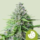 Royal Queen Seeds Royal Cookies Automatic