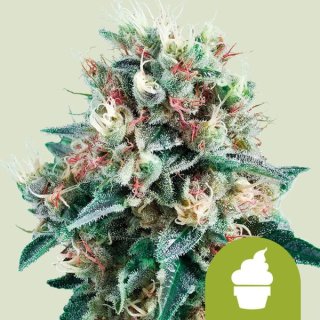 Royal Queen Seeds Royal Creamatic