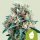 Royal Queen Seeds Royal Creamatic