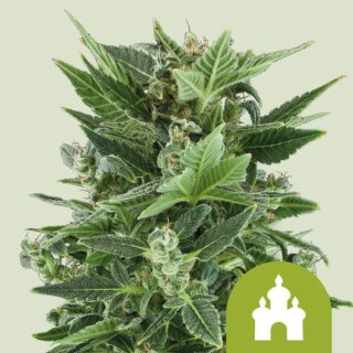 Royal Queen Seeds Royal Kush Automatic