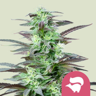 Royal Queen Seeds Skunk XL