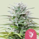 Royal Queen Seeds Speedy Chile