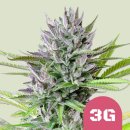 Royal Queen Seeds Triple G