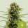 Royal Queen Seeds White Widow Automatic