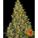 Barneys Farm Amnesia Haze autofem 3er