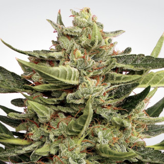 Paradise Seeds Vertigo autofem 3er