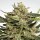 Paradise Seeds Vertigo autofem 3er
