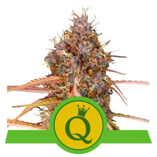 Royal Queen Seeds Purple Queen Automatic