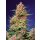 Sweet Seeds Strawberry Cola Sherbet F1 Fast Version female 3er