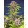 Sweet Seeds Mimosa Bruce Banner XL autofem 3er