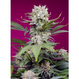 Sweet Seeds Sweet Mandarine Zkittlez XL autofem 3er