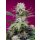 Sweet Seeds Sweet Mandarine Zkittlez XL autofem 5er
