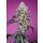 Sweet Seeds Sweet Mandarine Zkittlez F1 Fast Version female 3er
