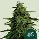 Royal Queen Seeds Milky Way F1 Automatic