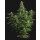 Royal Queen Seeds Milky Way F1 Automatic