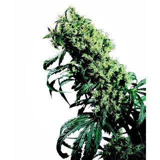 Sensi Seeds Northern Lights #5 x Haze female 3er