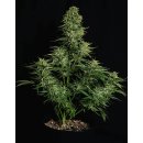 Royal Queen Seeds Cosmos F1 CBD Automatic