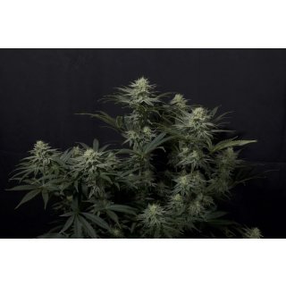 Fast Buds GG4 Sherbet FF female