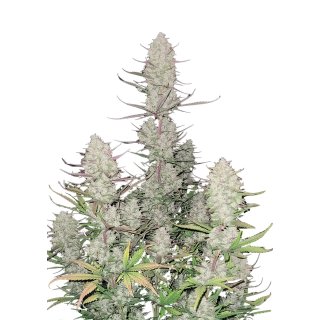Fast Buds Tropicana Cookies Auto