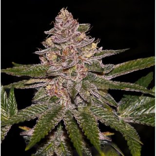 Ripper Seeds RADICAL JUICE
