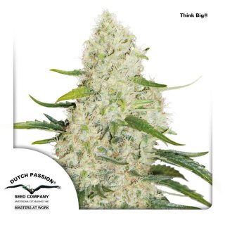 Dutch Passion Think Big autofem 7er