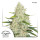 Dutch Passion Think Big autofem 7er
