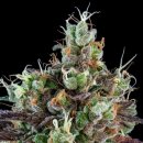 Ripper Seeds SOUR RIPPER