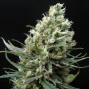 Ripper Seeds RIPPER HAZE