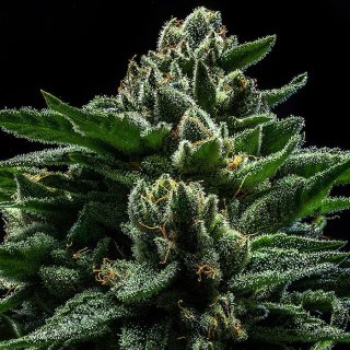 Ripper Seeds DO-G