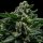 Ripper Seeds DO-G