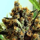 Ripper Seeds CRIMINAL+