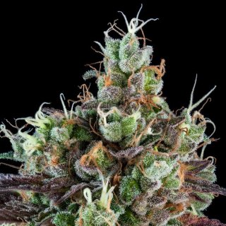 Ripper Seeds SOUR RIPPER AUTO
