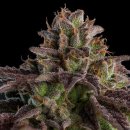 Ripper Seeds KMINTZ AUTO