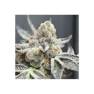 Ripper Seeds RADICAL JUICE AUTO