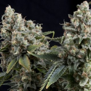 Pyramid Seeds Auto Tutankhamon autofem 50er