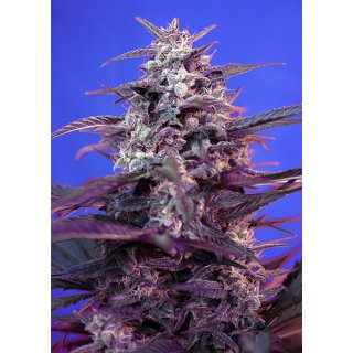 Sweet Seeds Bloody Skunk autofem 5er