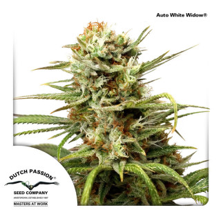 Dutch Passion Auto White Widow autofem 7er