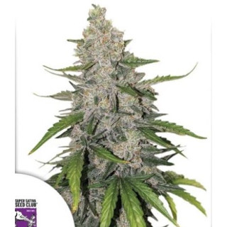 Dutch Passion Super Sativa Club Purple OG Punch Auto