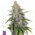 Dutch Passion Super Sativa Club Purple OG Punch Auto