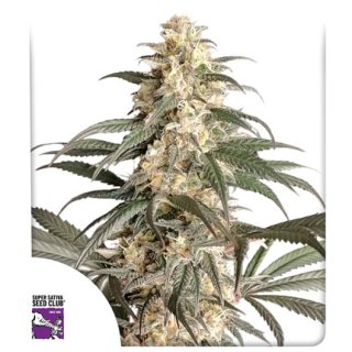 Dutch Passion Black Lebanon