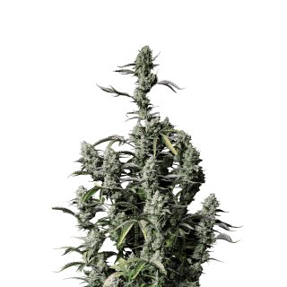 Fast Buds Gorilla Zkittlez Auto