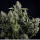 Pyramid Seeds Tutankhamon female 1000er