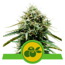 Royal Queen Seeds Haze Berry Automatic