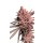 Serious Seeds Seriotica female 6er