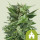 Royal Queen Seeds Royal Kush autofem 10er